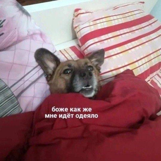 Сегодня без экспертного — отмечаем праздник
✨День лени — это когда не прокрастинация, а «наблюдение и анализ»
С днём лени, коллеги!
#яизБА
📈BA Team | O бизнес-анализе
В этом посте были ссылки, но мы и... | Сетка — социальная сеть от hh.ru