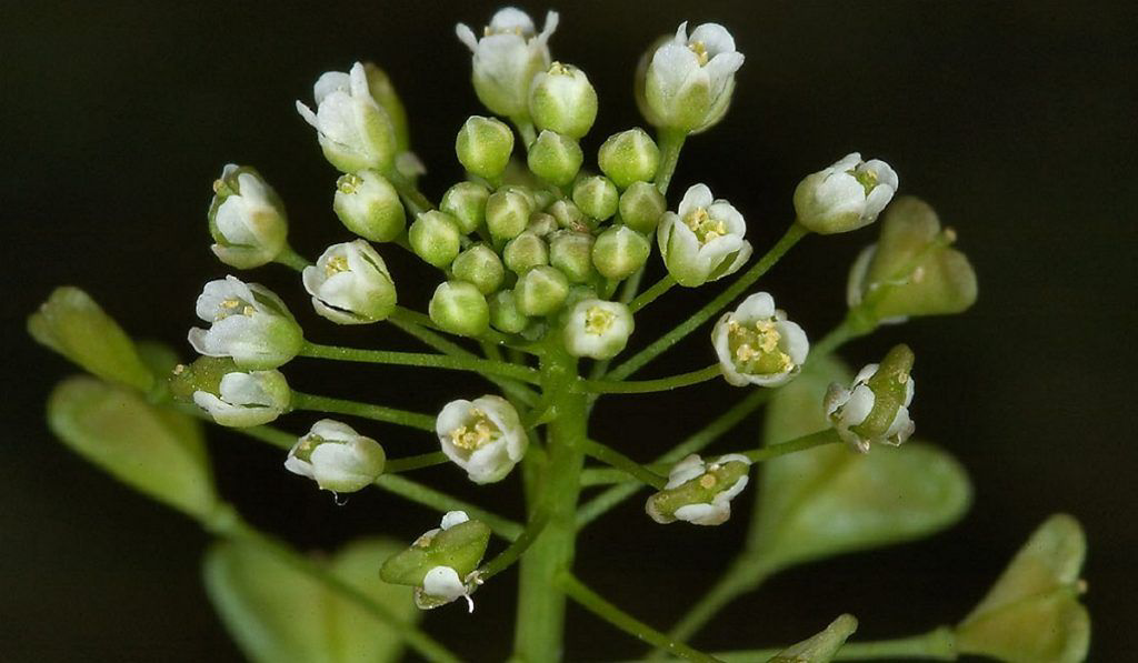 🌿🌿🌿🌿🌿🌿🌿🌿🌿🌿🌿🌿🌿🌿ПРИВЕТ ОТ MicroGreens from LadyMari 🌿🌿🌿🌿🌿🌿🌿🌿🌿🌿🌿🌿🌿🌿🌿
🌺ДЕВОЧКИ-КРАСАВИЦЫ, СЕГОДНЯ МОЙ ПОСТ ПОСВЯЩЕН СОКРОВЕННОЙ ТЕМЕ –
НАШЕМУ ЖЕНСКОМУ ЗДОРОВЬЮ!
🌺С радостью поделюсь секретами целительной ... | Сетка — социальная сеть от hh.ru