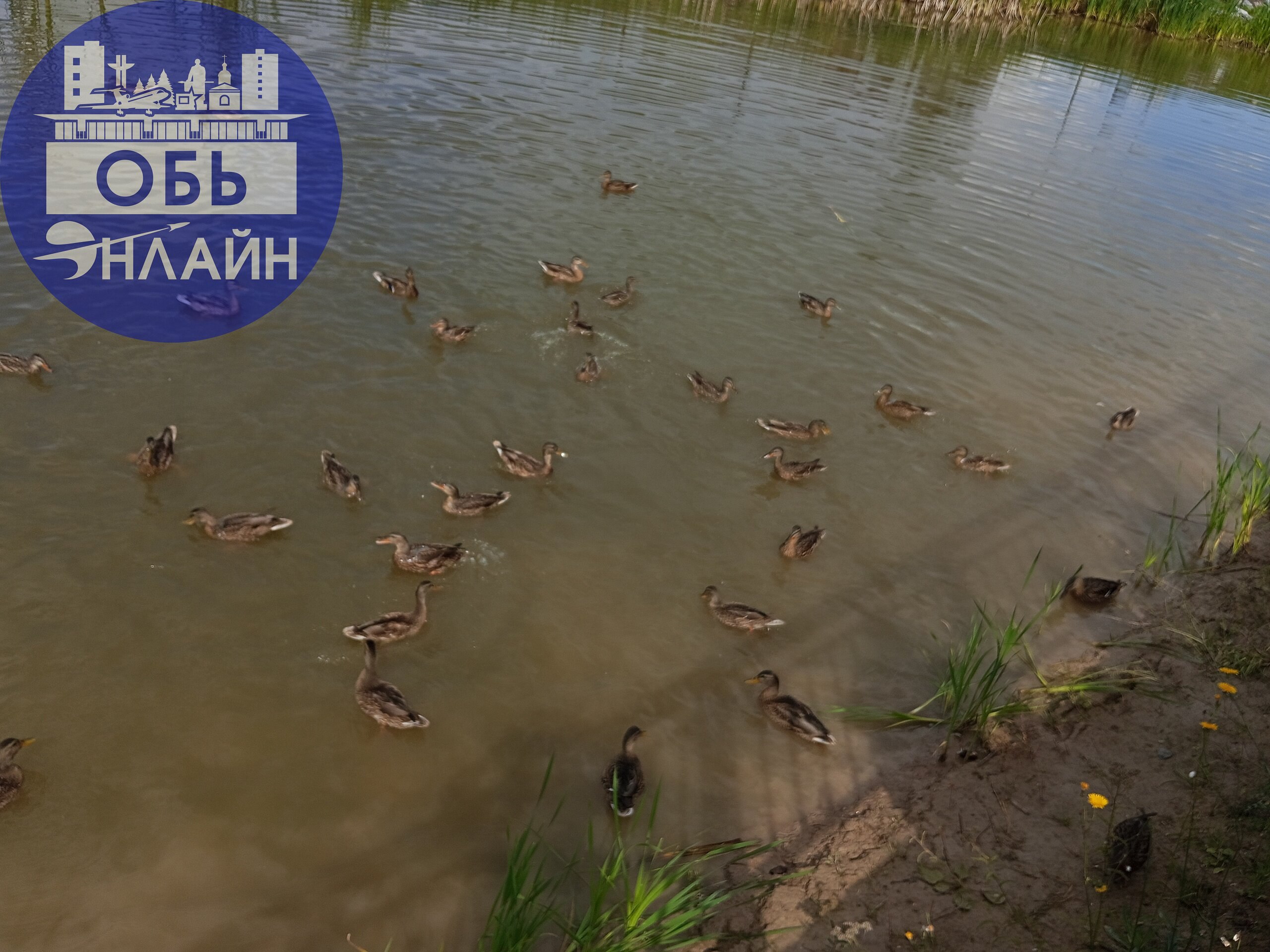 ↗ Утиная сходка в Эко парке. Как здорово было наблюдать за ними. Всей семьёй кормили их. Уважаемые взрослые покажите детям пример, покормите уточек вместе с ними | Сетка — социальная сеть от hh.ru