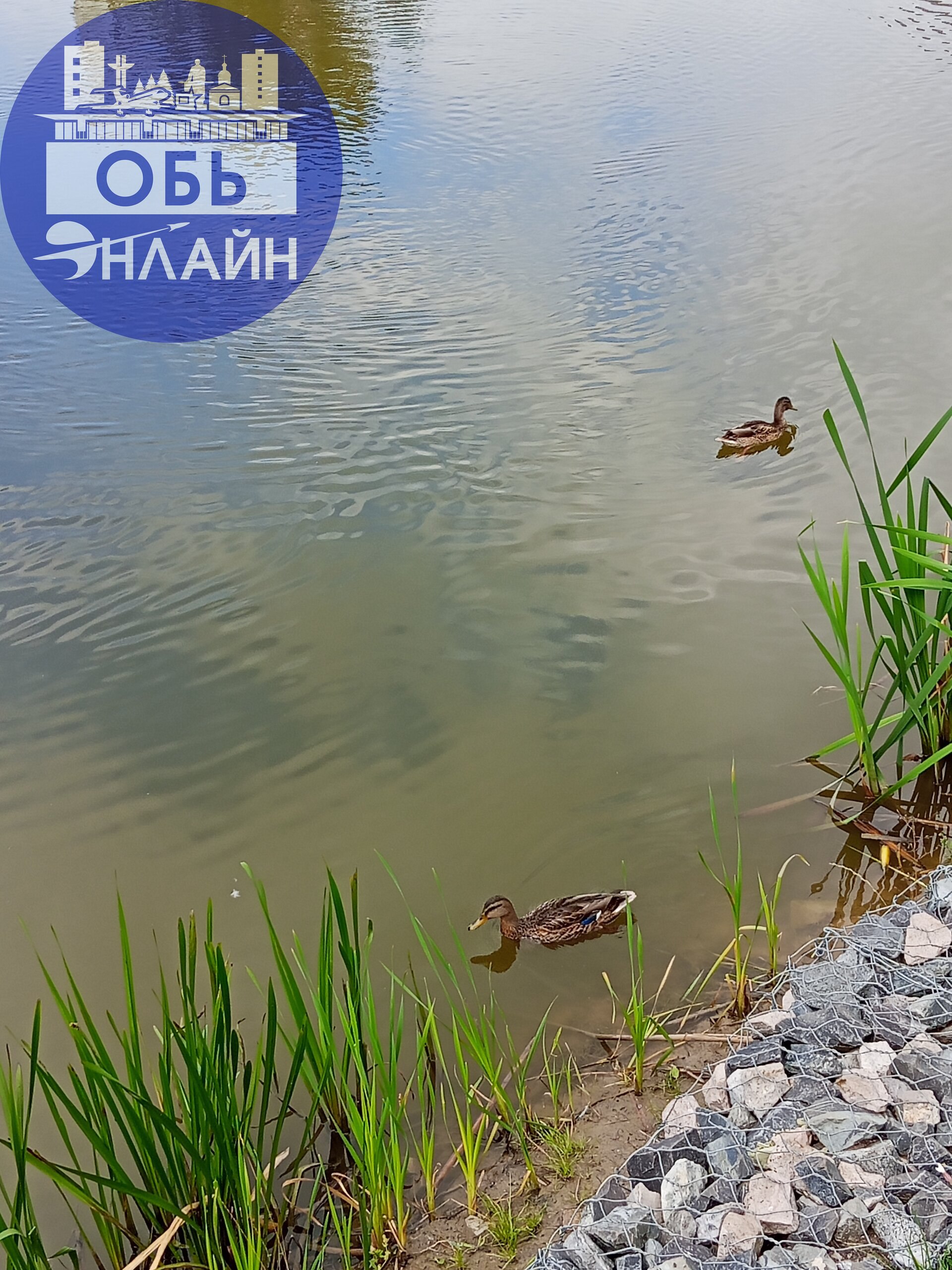 ↗ Утиная сходка в Эко парке. Как здорово было наблюдать за ними. Всей семьёй кормили их. Уважаемые взрослые покажите детям пример, покормите уточек вместе с ними | Сетка — социальная сеть от hh.ru