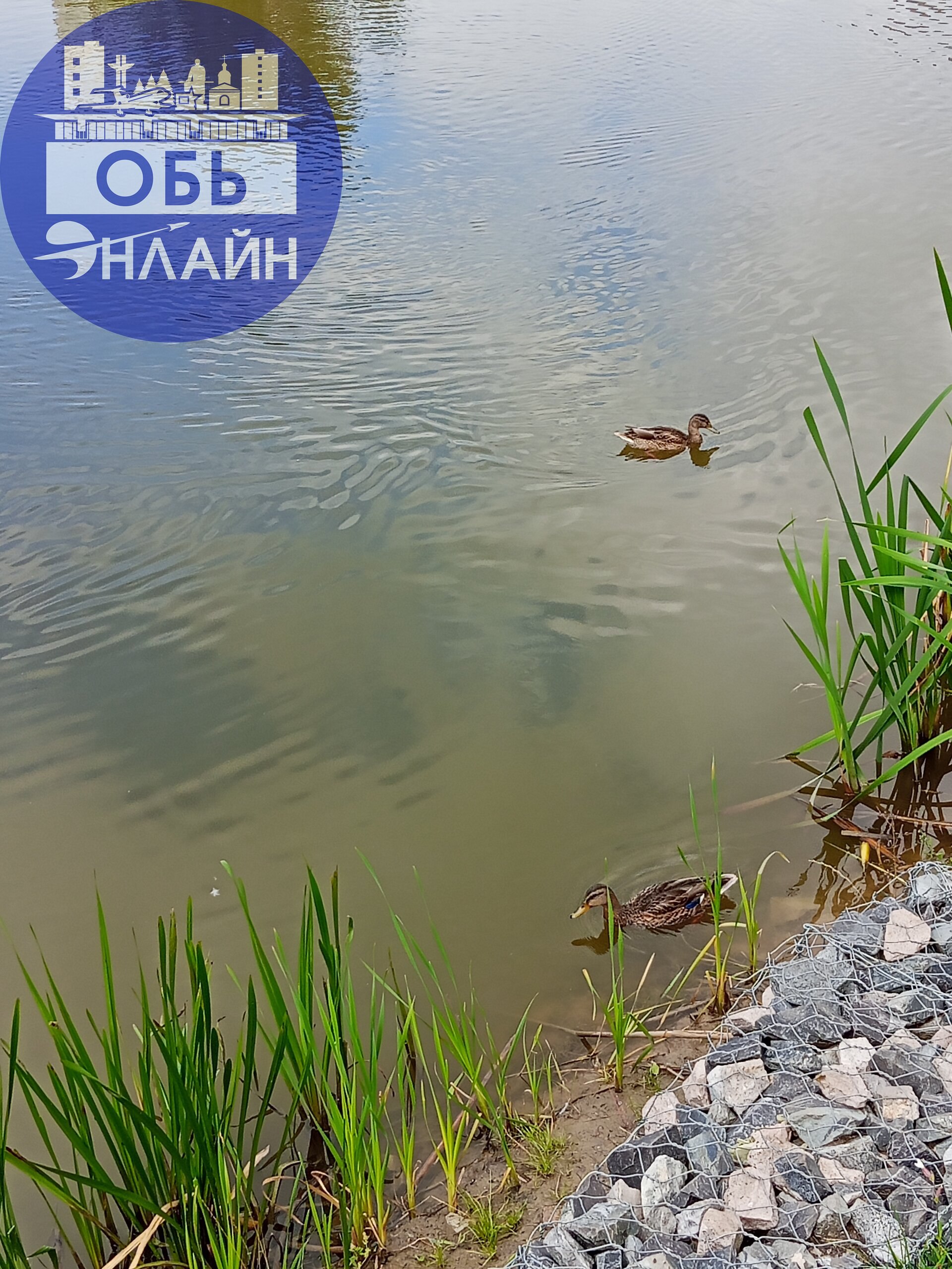 ↗ Утиная сходка в Эко парке. Как здорово было наблюдать за ними. Всей семьёй кормили их. Уважаемые взрослые покажите детям пример, покормите уточек вместе с ними | Сетка — социальная сеть от hh.ru