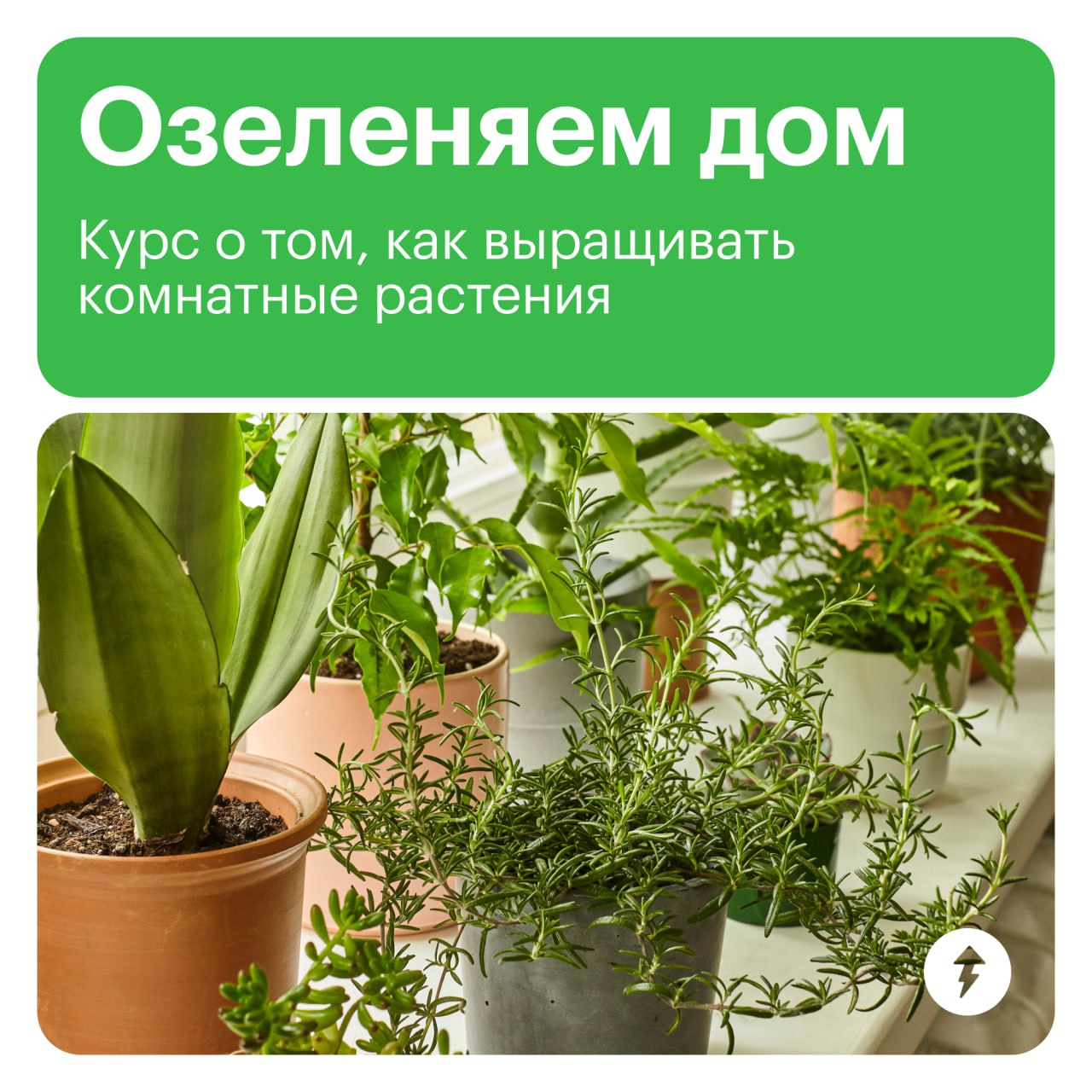 С первыми растениями разобрались! Теперь углубляем знания | Сетка — социальная сеть от hh.ru