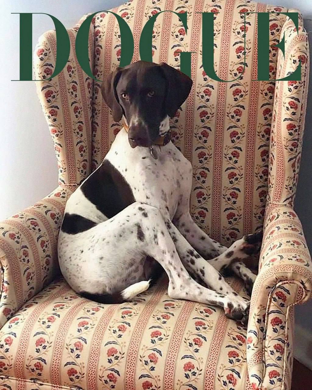 Редакция Vogue выбрала лучшую собаку-модель
Похоже на шутку, но тем не менее: в этом году журнал запустил первый конкурс собак-моделей Dogue-2025 | Сетка — социальная сеть от hh.ru