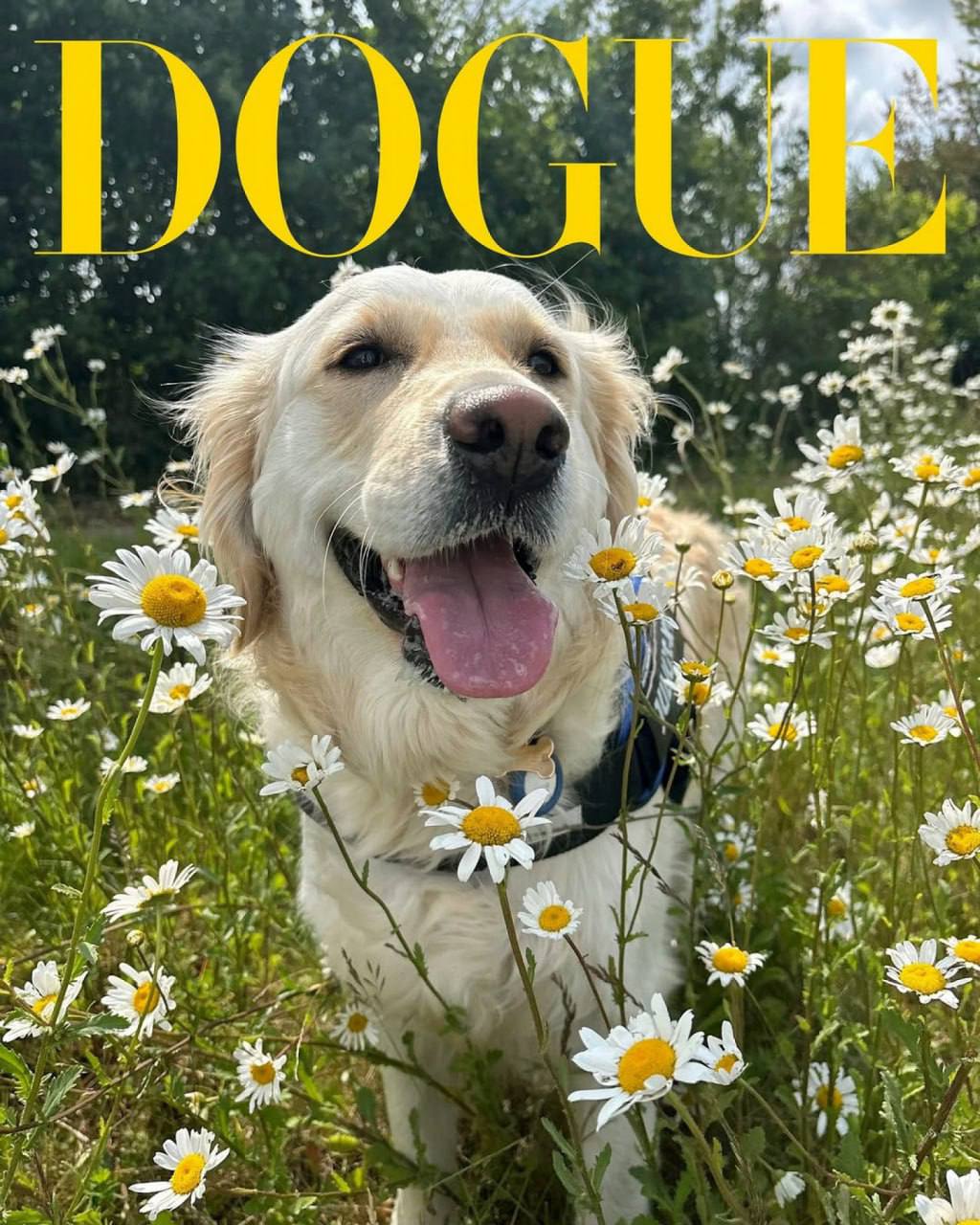 Редакция Vogue выбрала лучшую собаку-модель
Похоже на шутку, но тем не менее: в этом году журнал запустил первый конкурс собак-моделей Dogue-2025 | Сетка — социальная сеть от hh.ru