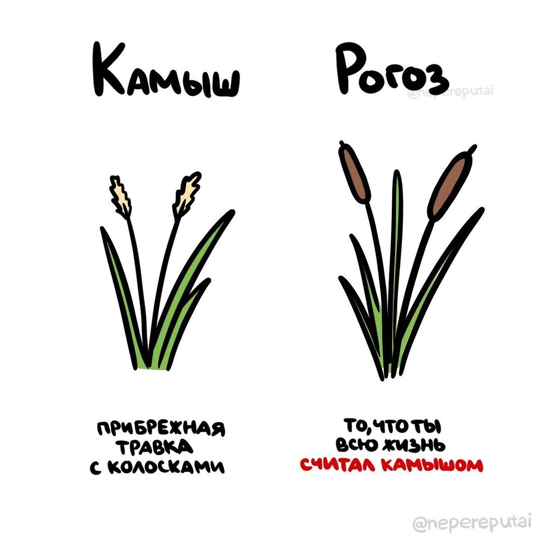 ⚠️ Не перепутай! ( - канал с забавными подсказками о вещах и понятиях, которые люди часто путают | Сетка — социальная сеть от hh.ru