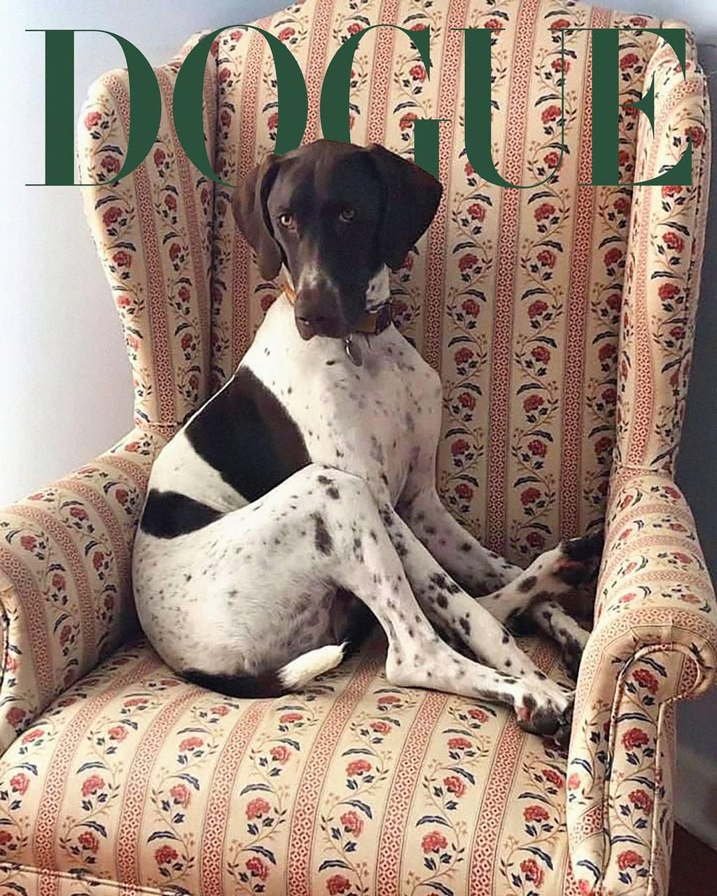 DOGUE
В прошлом году Vogue запустил летний спецпроект The Dogue Days of Summer и получился проект-игра на грани кутюр и мимими, который собрал кучу внимания и охватов | Сетка — социальная сеть от hh.ru