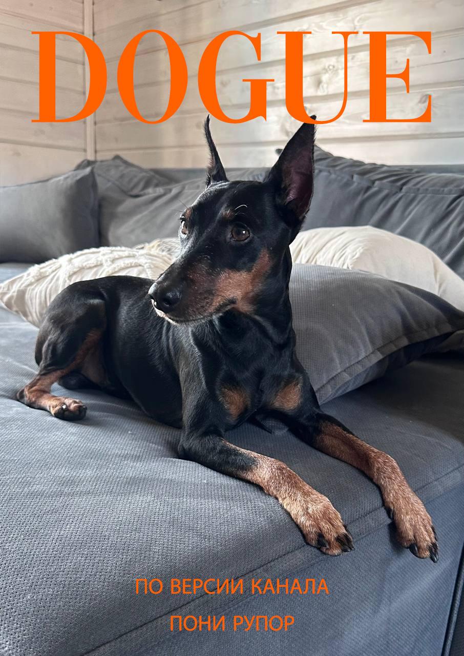 DOGUE
В прошлом году Vogue запустил летний спецпроект The Dogue Days of Summer и получился проект-игра на грани кутюр и мимими, который собрал кучу внимания и охватов | Сетка — социальная сеть от hh.ru