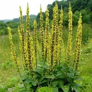 🍀🍀🍀🍀🍀🍀🍀🍀🍀🍀🍀🍀🍀🍀
ПРИВЕТСТВУЮ ВАС, МОИ ДОРОГИЕ ПОДПИСЧИКИ! 👋 С ВАМИ LadyMari ♥️, И СЕГОДНЯ МЫ ПОГОВОРИМ О СОВЕРШЕННО УДИВИТЕЛЬНОМ РАСТЕНИИ – ПАРЫЛО, ИЗВЕСТНОМ ТАКЖЕ ПОД ПОЭТИЧНЫМ НАЗВАНИЕМ РЕМЕШОК | Сетка — социальная сеть от hh.ru