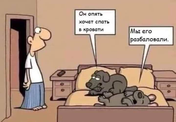 #true #dogs | Сетка — социальная сеть от hh.ru