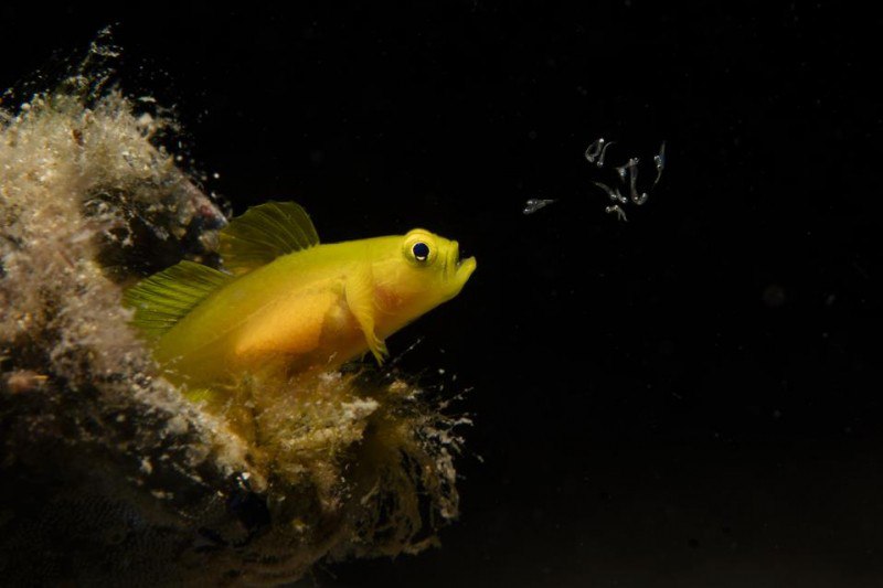 Wild Sea-Life-Finalists Of Ocean Photographer
A female Yellow Pigmy Gobi releases newly-hatched larvae into the water from her mouth; Japan
A marine iguana ‘mid-sneeze’, a troupe of skeleton shrimps t... | Сетка — социальная сеть от hh.ru
