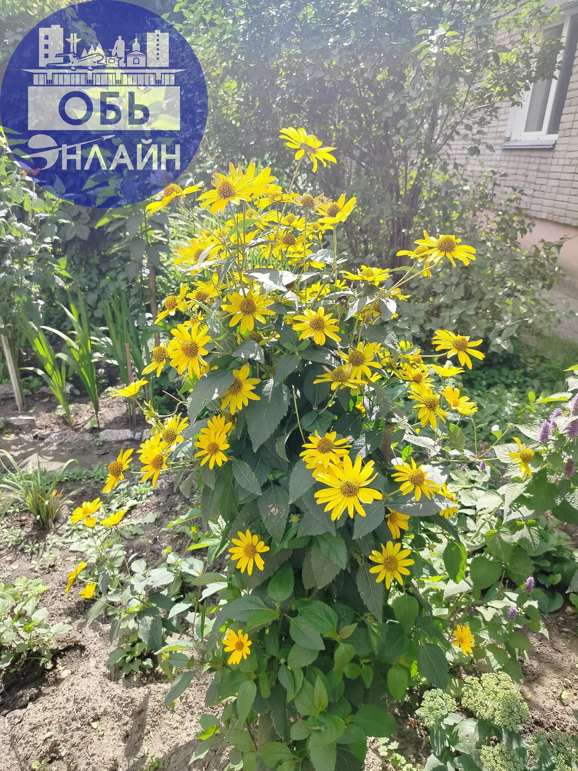 ↗ Немного о прекрасном😊 красота создается людьми.
Хочется сказать огромное СПАСИБО 💖 жильцам, которые облагораживают територии возле своих подъездов. Проходишь прям красота-красота | Сетка — социальная сеть от hh.ru