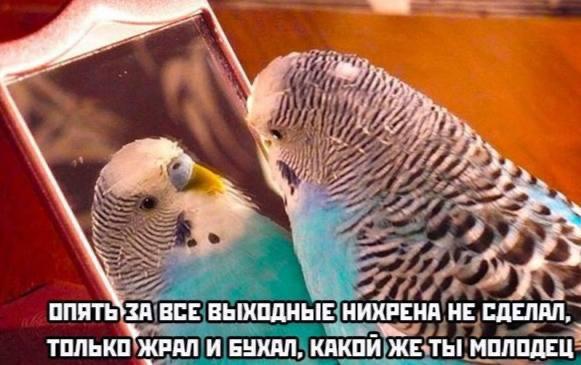 Делись в комментариях мемом сегодняшнего дня.
#понирупор #мемврупор | Сетка — социальная сеть от hh.ru