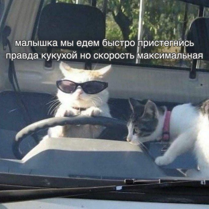 Какой вы котик сегодня? Кидайте в комменты, где себя узнали | Сетка — социальная сеть от hh.ru