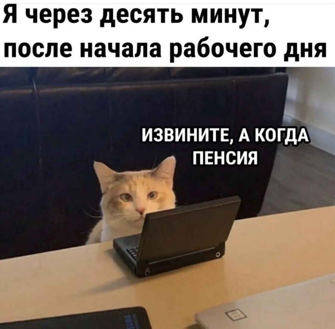 Какой вы котик сегодня? Кидайте в комменты, где себя узнали | Сетка — социальная сеть от hh.ru