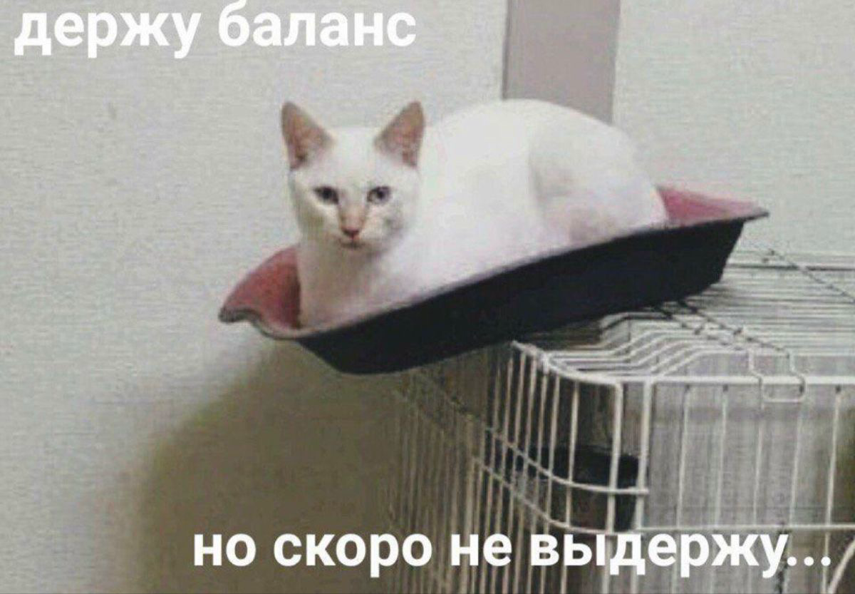Какой вы котик сегодня? Кидайте в комменты, где себя узнали | Сетка — социальная сеть от hh.ru