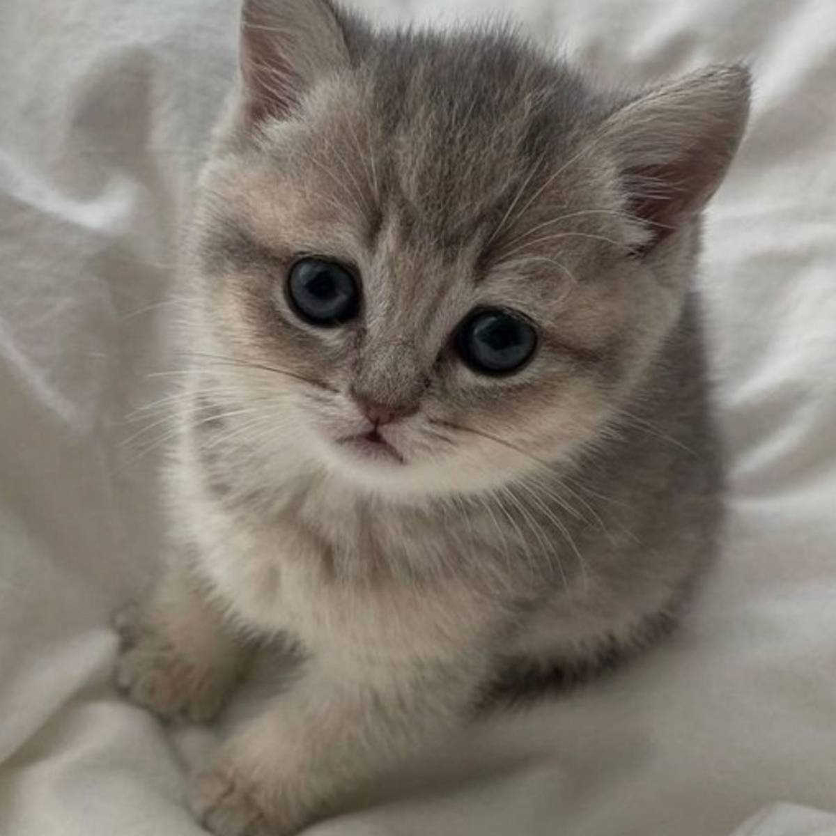 Николай Макарев | Сетка — социальная сеть от hh.ru