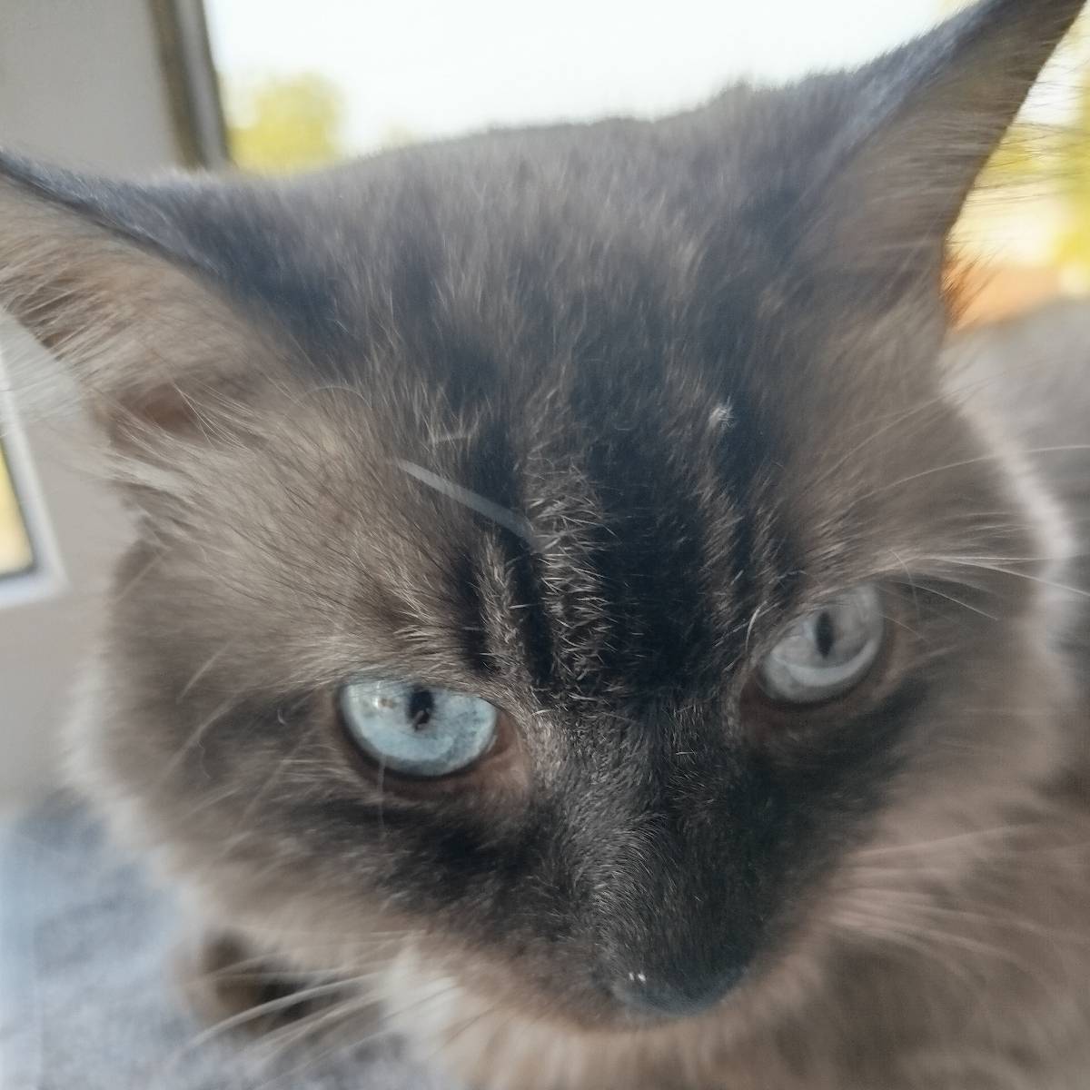 Юлия Мецгер