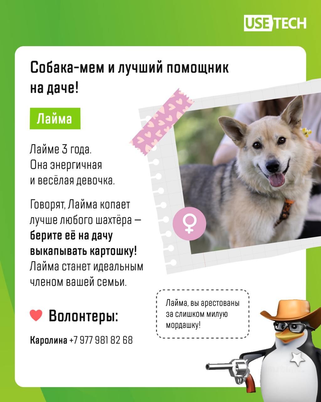 🐶 С днём благодарности собаке!
Сегодня прекрасный повод побаловать своего четвероногого любимца вкусняшкой — мир отмечает День благодарности собаке. Праздник посвящен проблеме бездомных животных | Сетка — социальная сеть от hh.ru