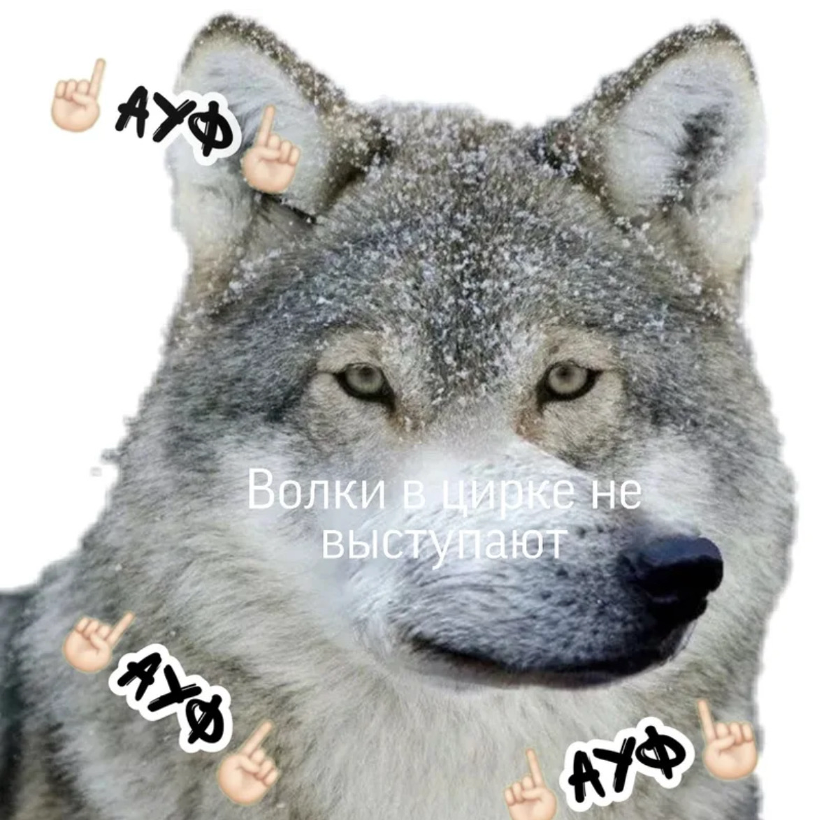 comment image