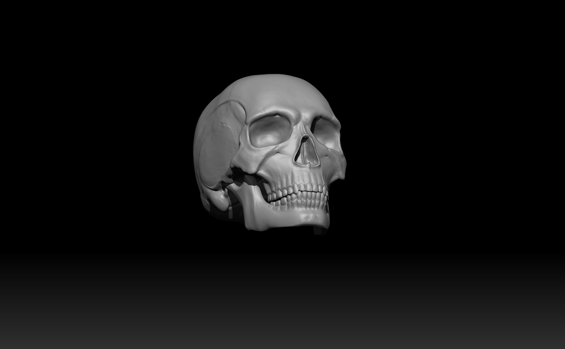 3D модель черепа в Zbrash | Сетка — социальная сеть от hh.ru