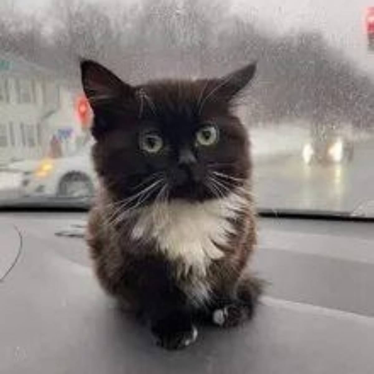 Даниил Агафонов | Сетка — социальная сеть от hh.ru