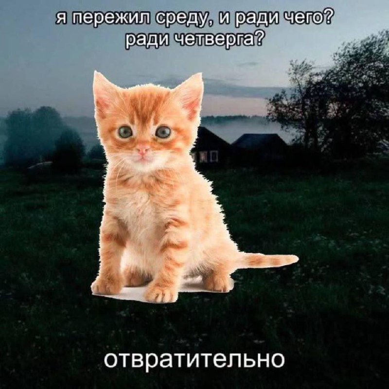 Делись в комментариях мемом сегодняшнего дня.
#понирупор #мемврупор | Сетка — социальная сеть от hh.ru
