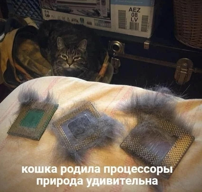 А у нас сегодня кошка родила вчера котят) котята выросли немножно, а есть из блюдца не хотят) | Сетка — социальная сеть от hh.ru
