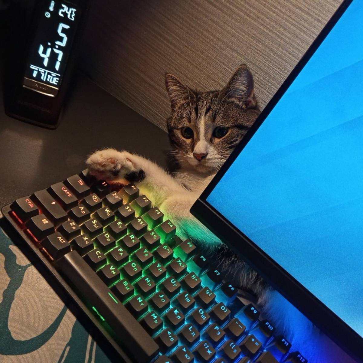 Данила Черняев