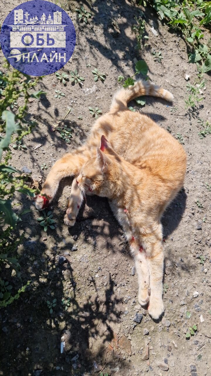 ↗ Что за моральные уроды сегодня сбили кота напротив вокзальной 18? Сбили-будьте добры отвезти в клинику, вполне могли успеть | Сетка — социальная сеть от hh.ru