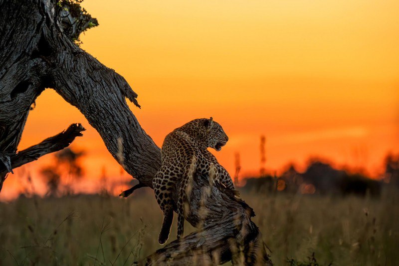 UHNWIs Opt For Safaris
https://procreator.top/2025/08/30/uhnwis-opt-for-safaris-in-exclusive-and-restricted-locations/ | Сетка — социальная сеть от hh.ru