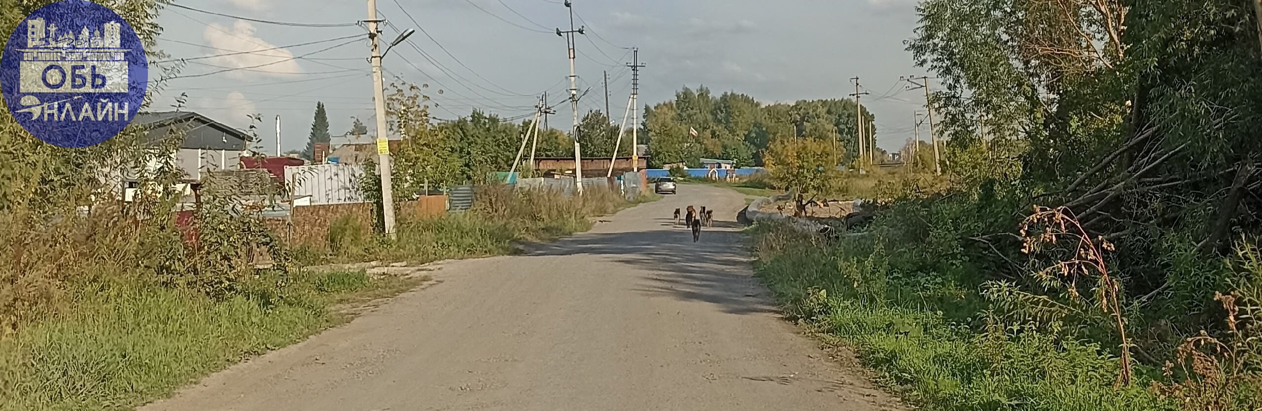 ↗ Уважаемая Администрация,мы конечно понимаем,что Вам на нас жителей Станционной совсем поровну,ни воды,ни газа,ни асфальта,да гредер выпрашиваем,но то что стая собак чипированных находится у нас бону... | Сетка — социальная сеть от hh.ru