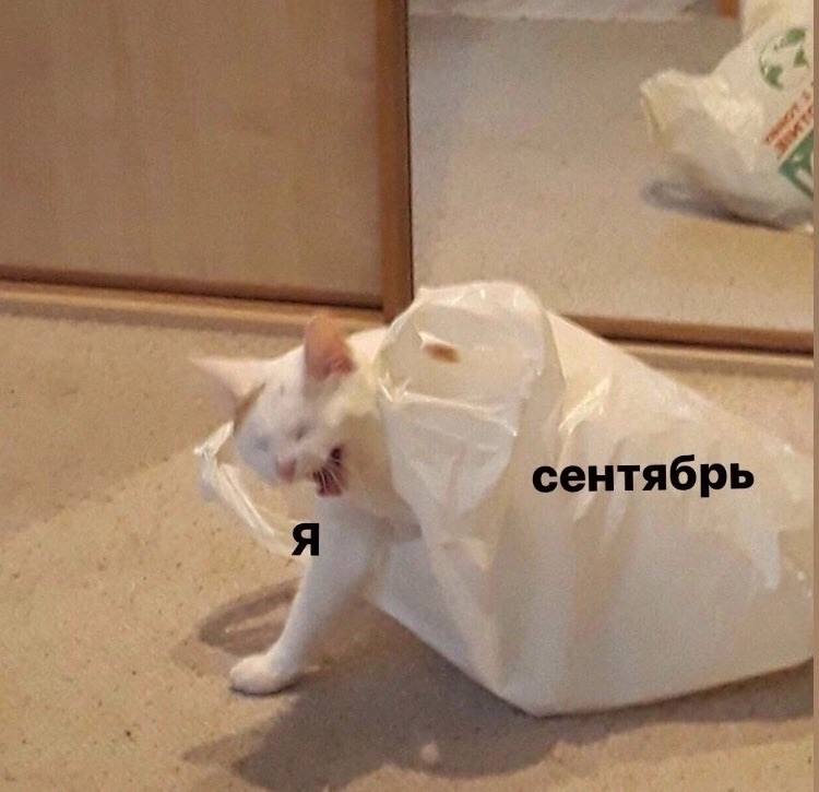 Текст, цифра или лайк? 😒
Помните детскую игру поцеловать, обнять, убить?
Играем, но только на Руковожопный лад ✔️
У вас три варианта:
〰️Расскажите о своих итогах лета в комментах
〰️Напишите цифру от 1... | Сетка — социальная сеть от hh.ru
