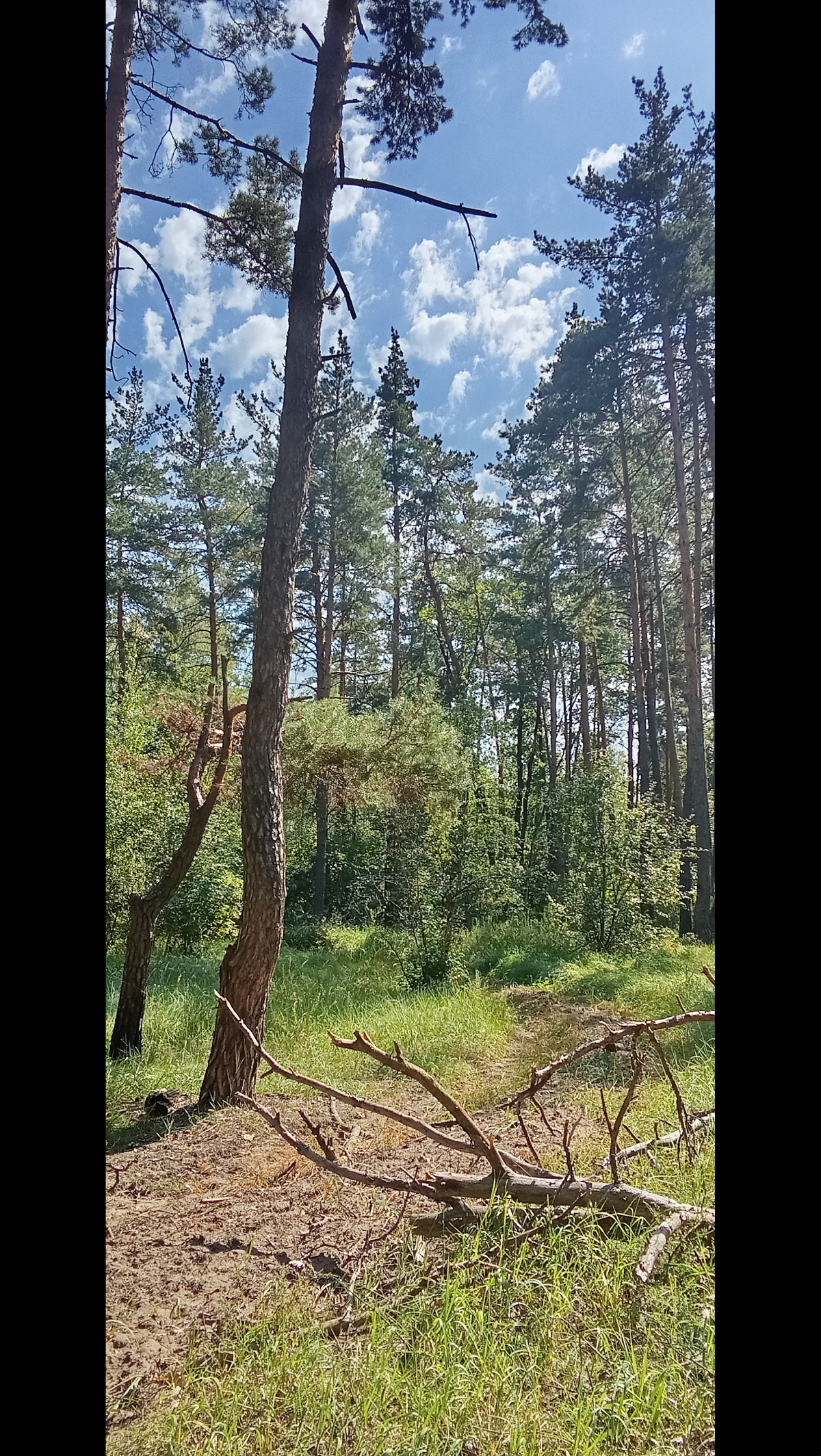 Спонтанная прогулка по лесу | Сетка — социальная сеть от hh.ru