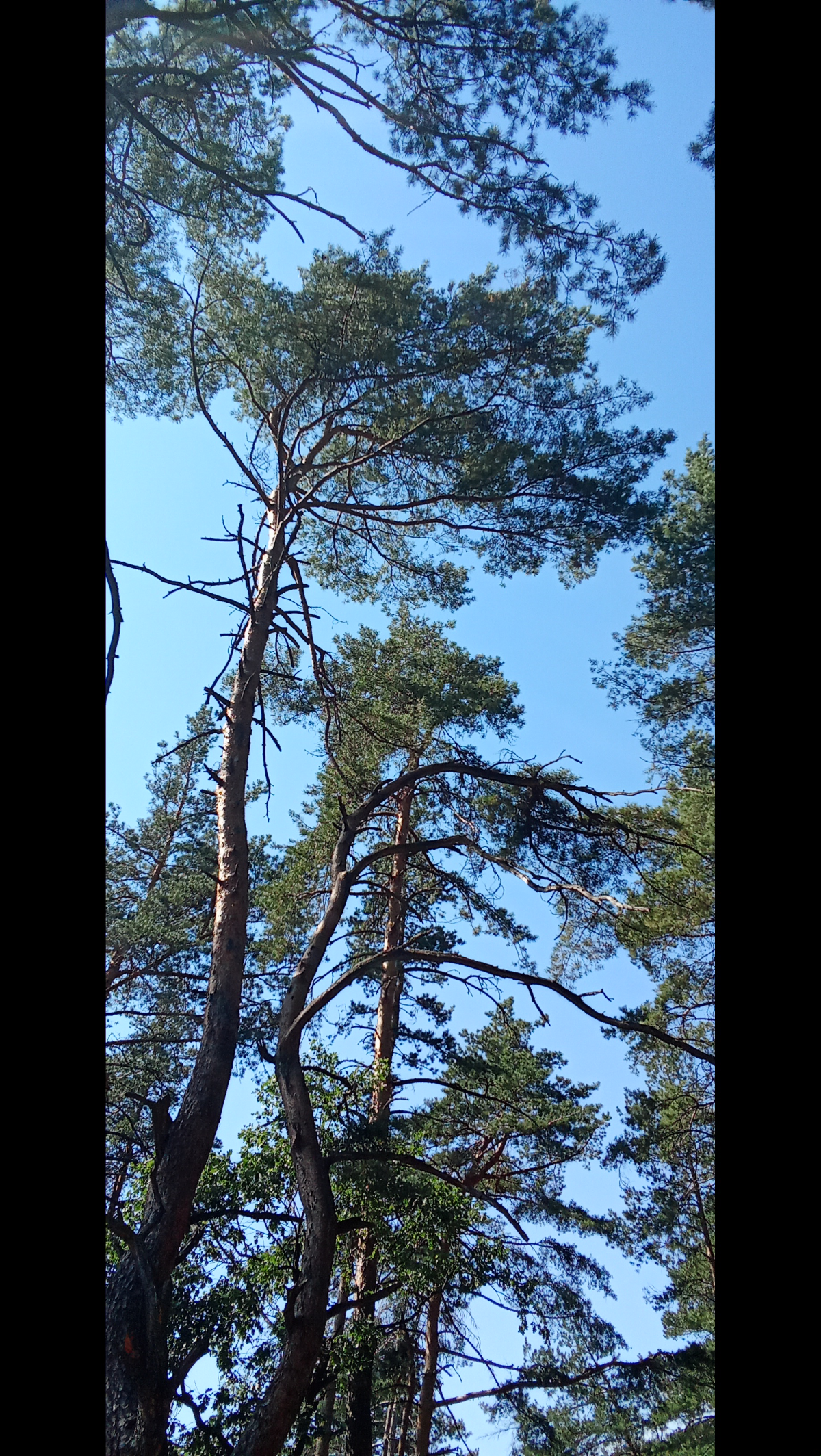 Спонтанная прогулка по лесу | Сетка — социальная сеть от hh.ru