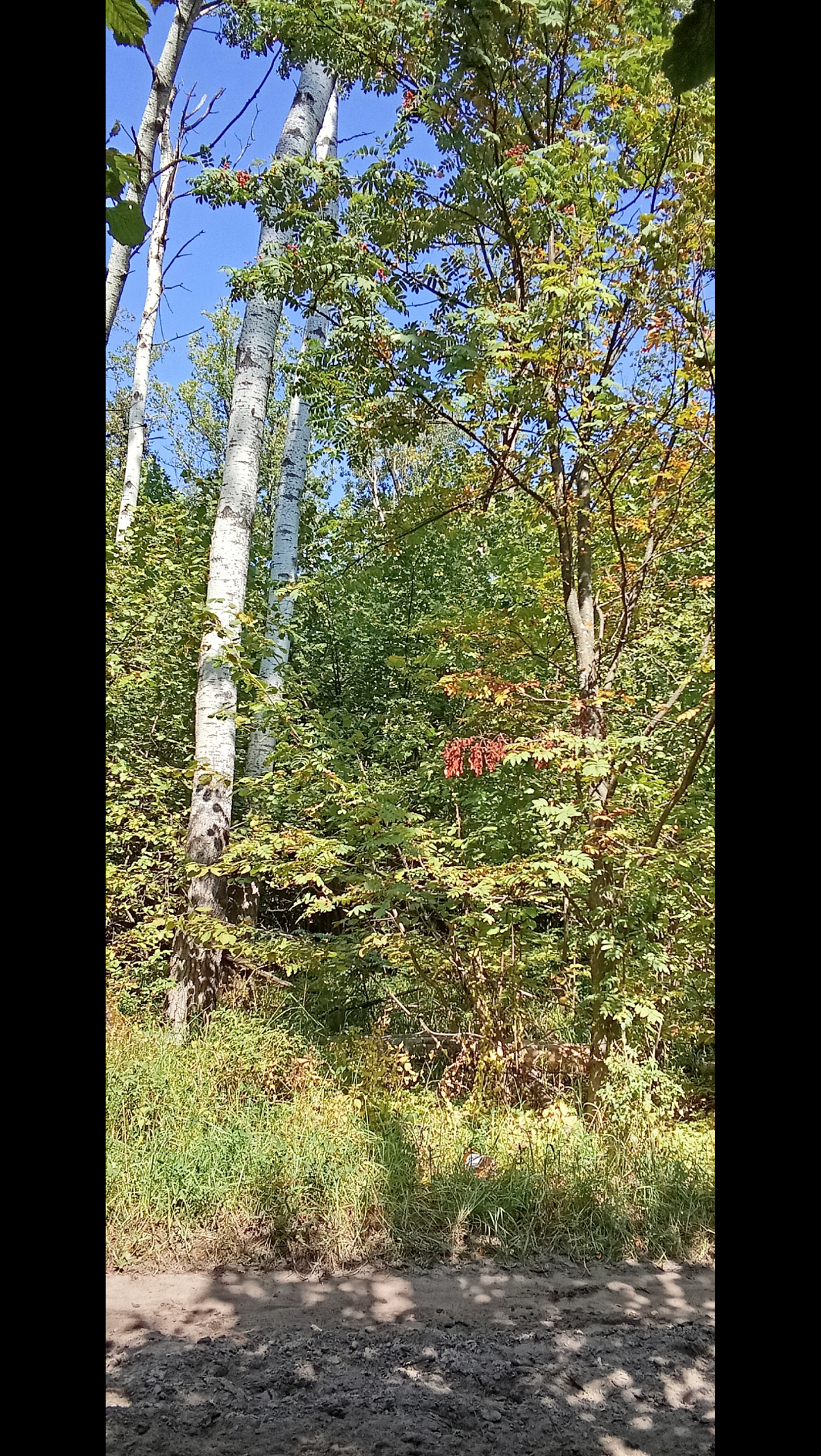 Спонтанная прогулка по лесу | Сетка — социальная сеть от hh.ru