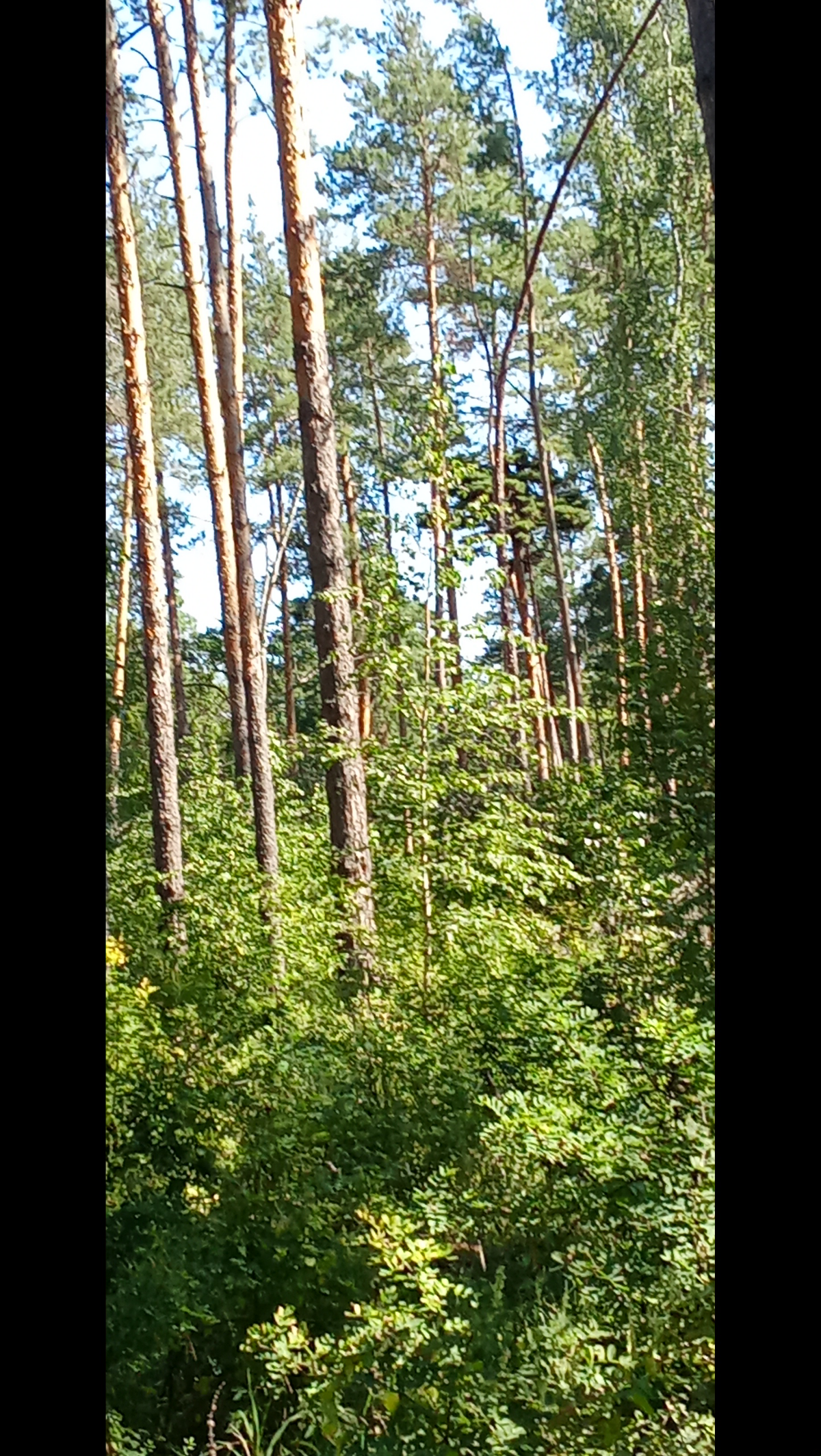 Спонтанная прогулка по лесу | Сетка — социальная сеть от hh.ru