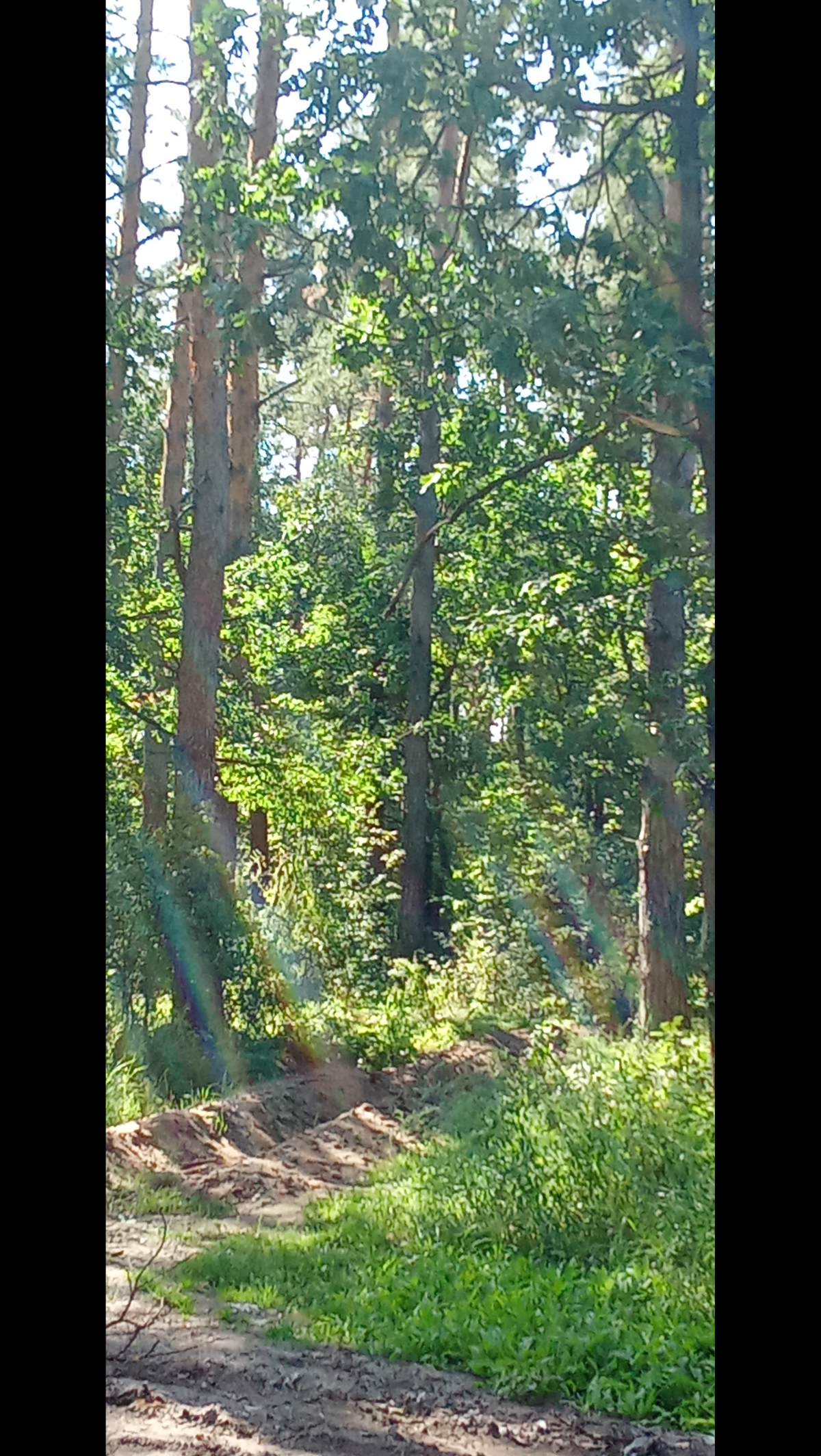 Спонтанная прогулка по лесу | Сетка — социальная сеть от hh.ru