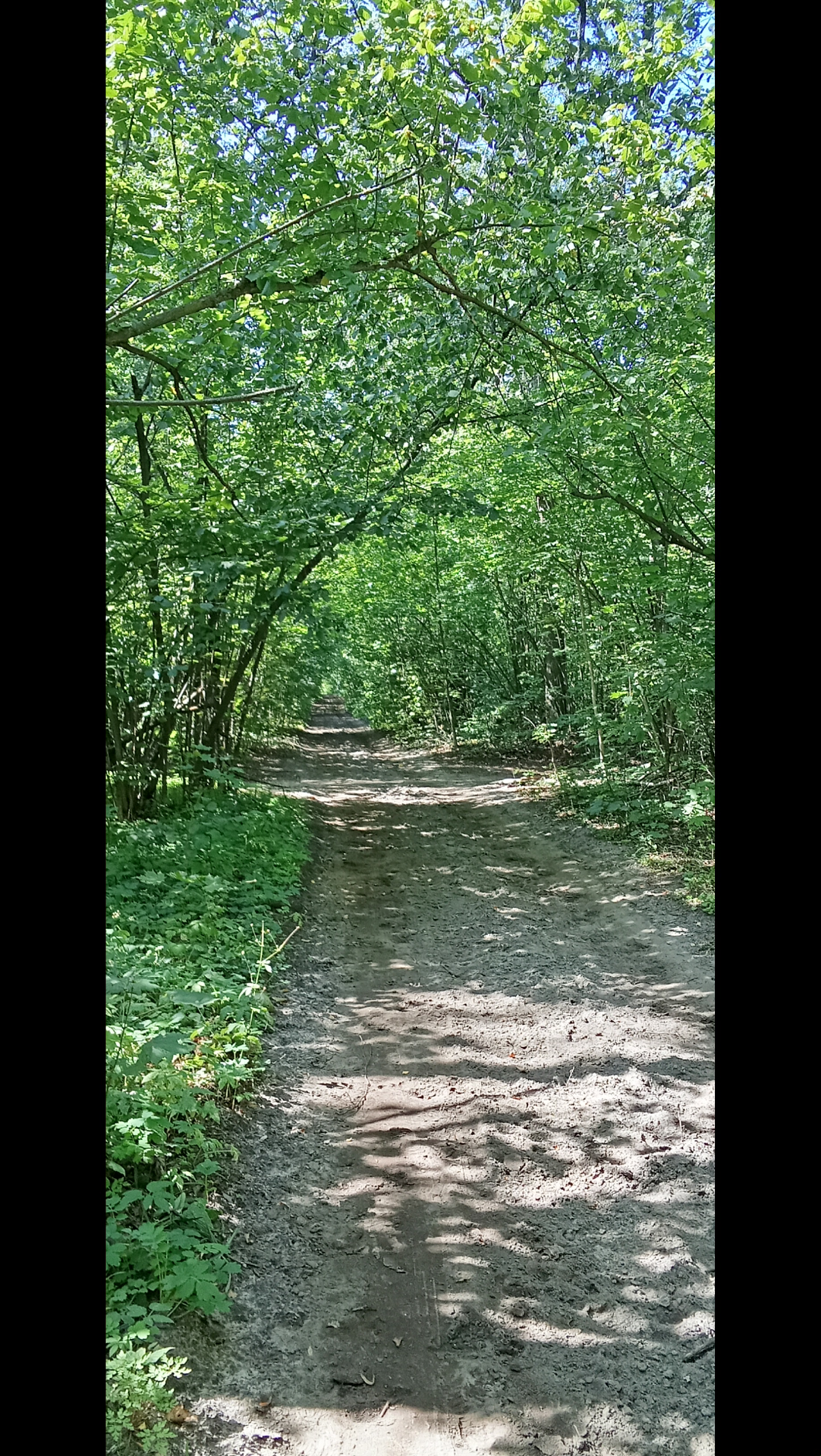 Спонтанная прогулка по лесу | Сетка — социальная сеть от hh.ru