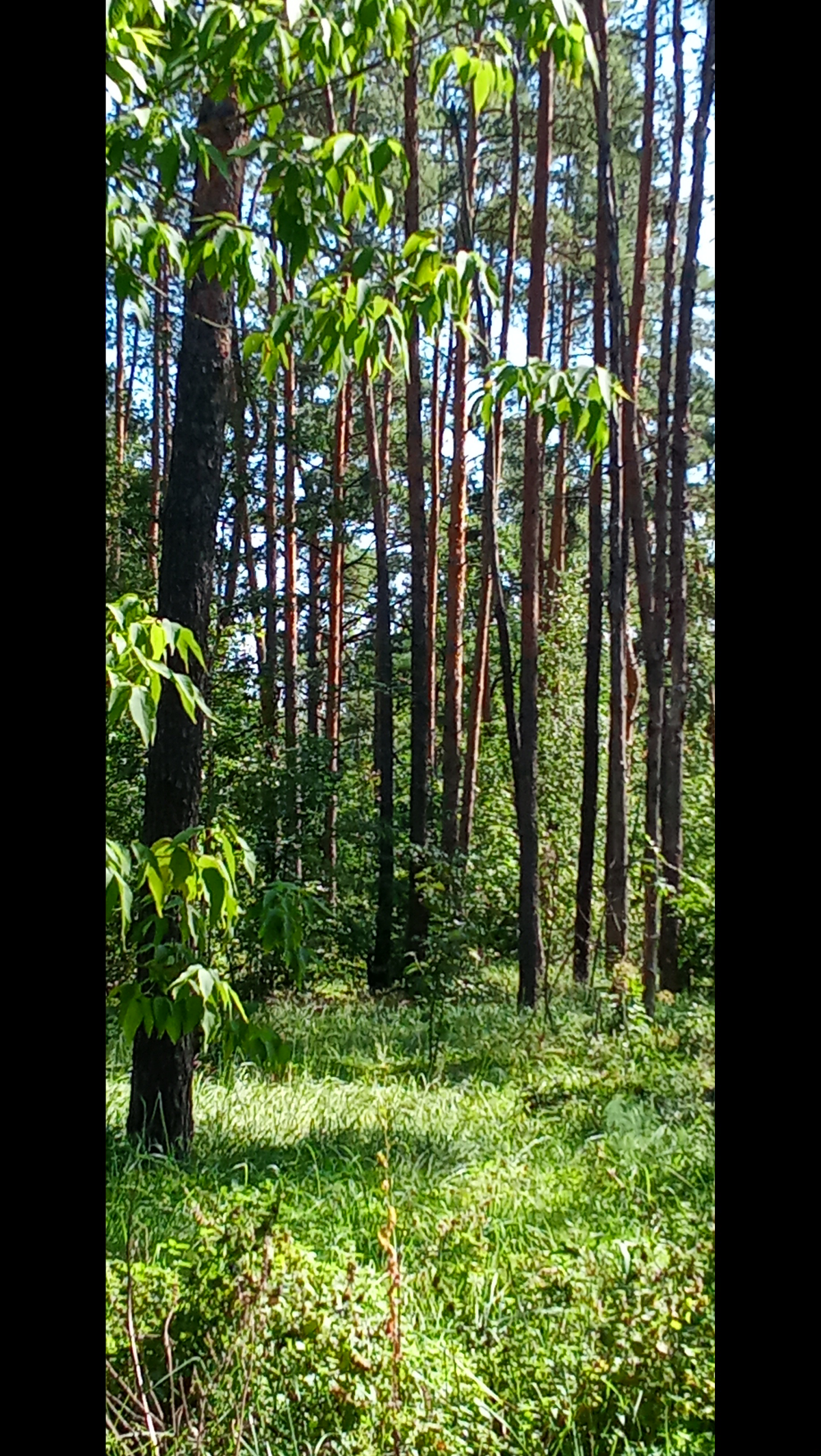 Спонтанная прогулка по лесу | Сетка — социальная сеть от hh.ru