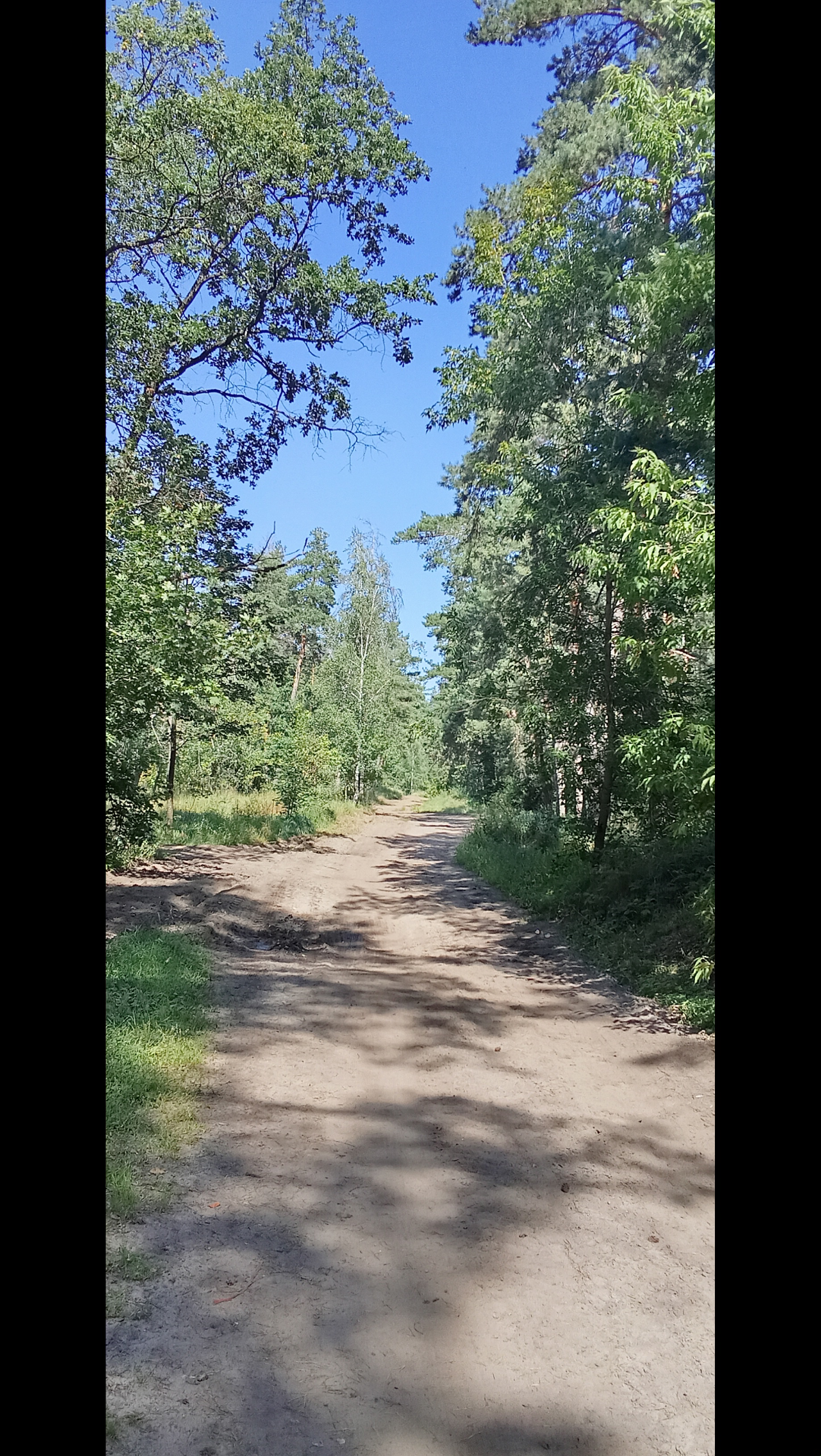 Спонтанная прогулка по лесу | Сетка — социальная сеть от hh.ru