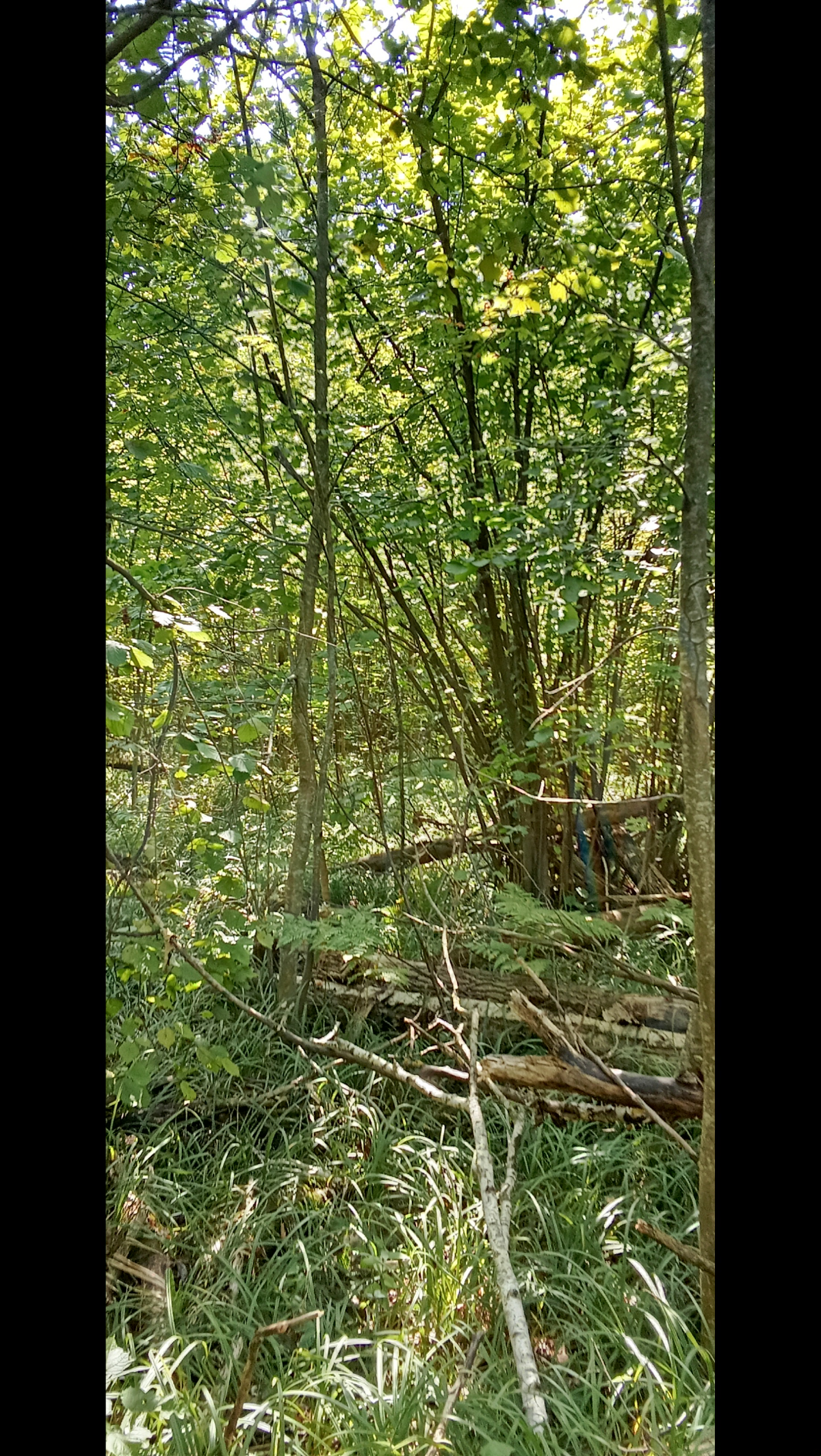 Спонтанная прогулка по лесу | Сетка — социальная сеть от hh.ru