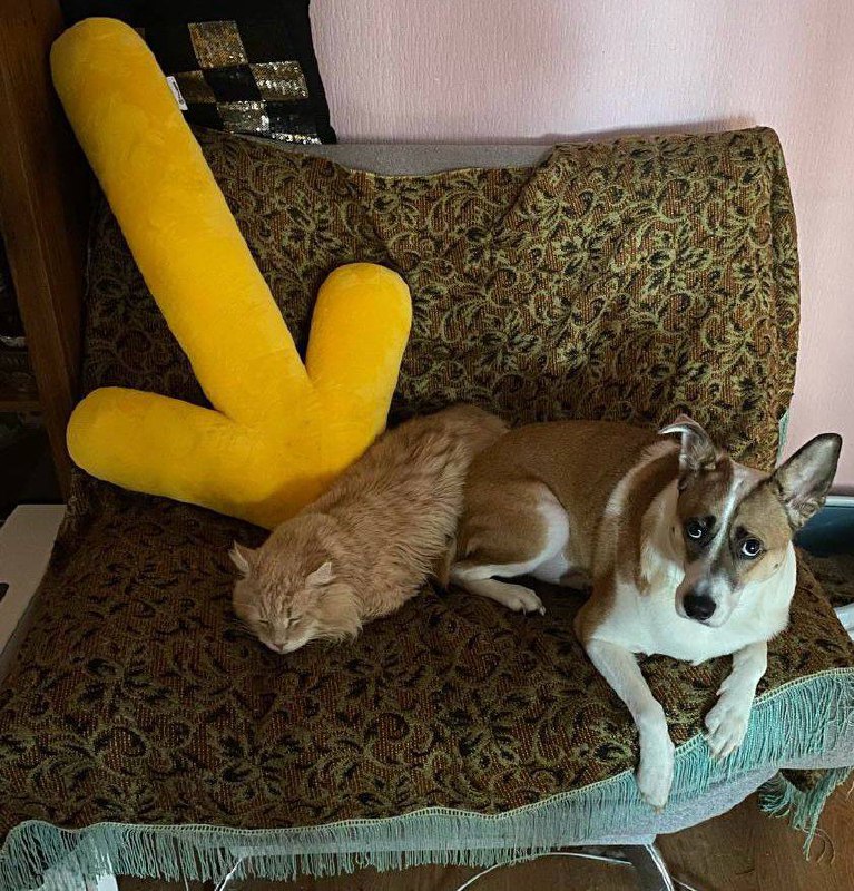 Товарищи! К сожалению, мы вынуждены прибегнуть к тому, что Игнатий не очень одобряет, но другого варианта нет. Это касается больше не блога, а быта четы Цукергохеров. Но вариантов у нас нет | Сетка — социальная сеть от hh.ru