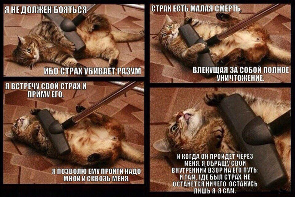 Котэ бесстрашновое | Сетка — социальная сеть от hh.ru