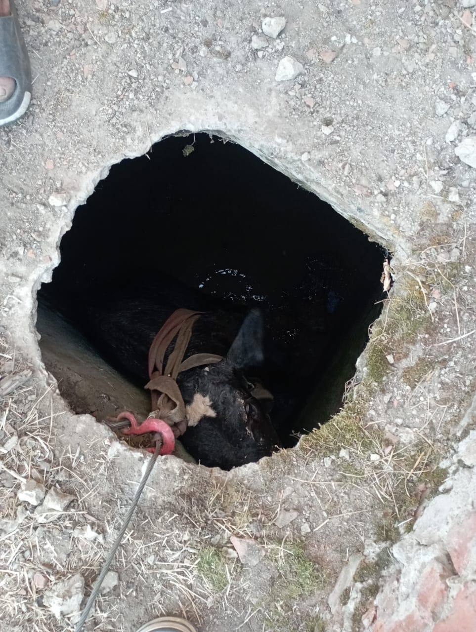 Телёнка вызволили из колодца в Красногвардейском округе
В Красногвардейском округе спасатели вызволили телёнка, провалившегося в заброшенный колодец | Сетка — социальная сеть от hh.ru