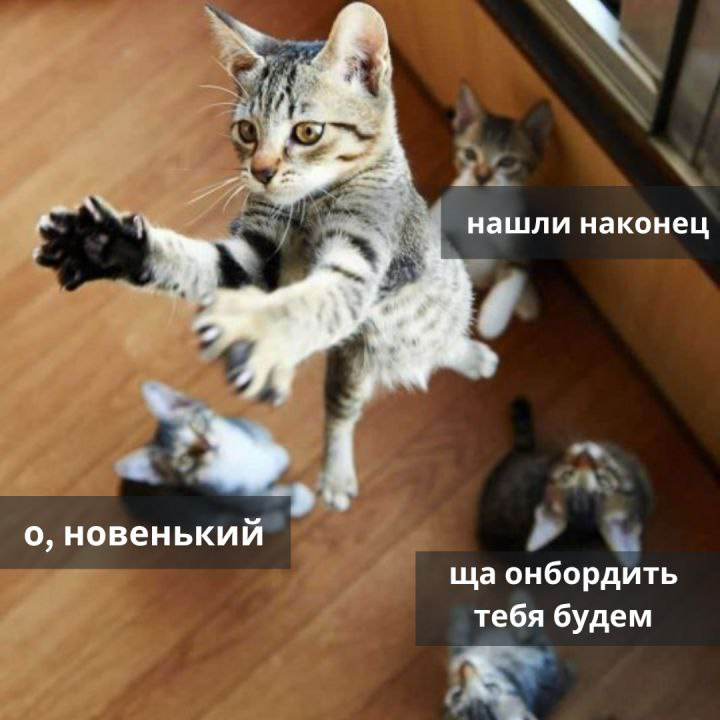 Почему адаптация-ключ к успешной работе? | Сетка — социальная сеть от hh.ru