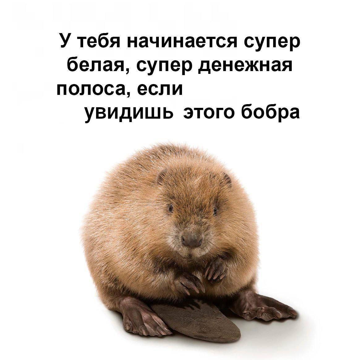 Делись в комментариях мемом сегодняшнего дня.
#понирупор #мемврупор | Сетка — социальная сеть от hh.ru