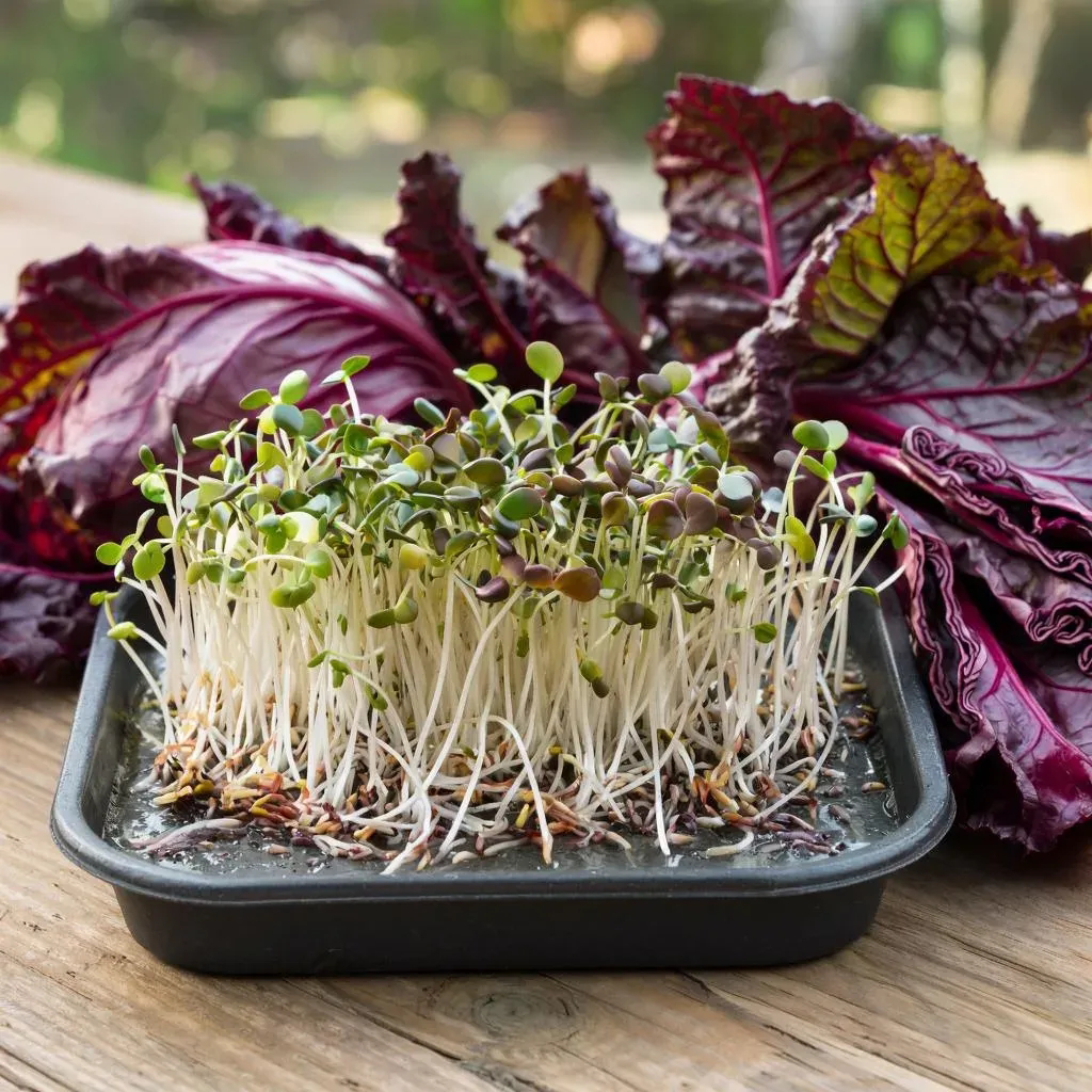 🍓🍒🍎🍅🌶️🍉🍑🍊🥕🍊🍑🍉🌶️🍅
ПРИВЕТСТВУЮ ЦЕНИТЕЛЕЙ MicroGreens ОТ LadyMari 🌿
Сегодня в центре нашего внимания – микрозелень капусты краснокочанной | Сетка — социальная сеть от hh.ru