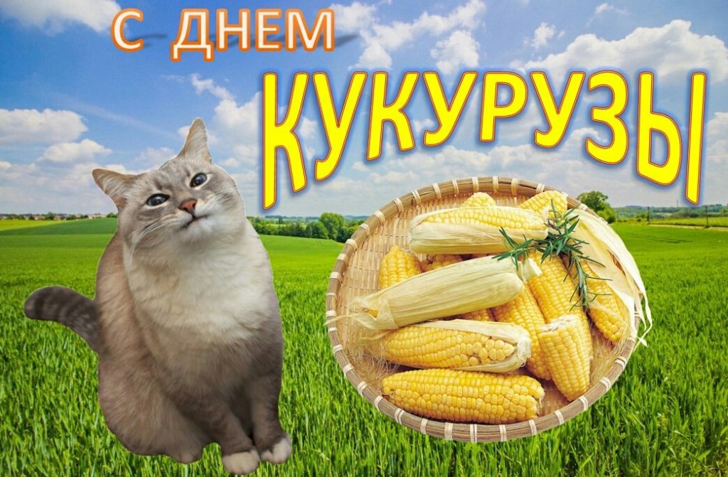 Уборка кукурузы началась на Ставрополье 🌾
Первыми в нее вошли аграрии Петровского, Георгиевского и Новоалександровского округов. Об этом рассказал глава края Владимир Владимиров | Сетка — социальная сеть от hh.ru