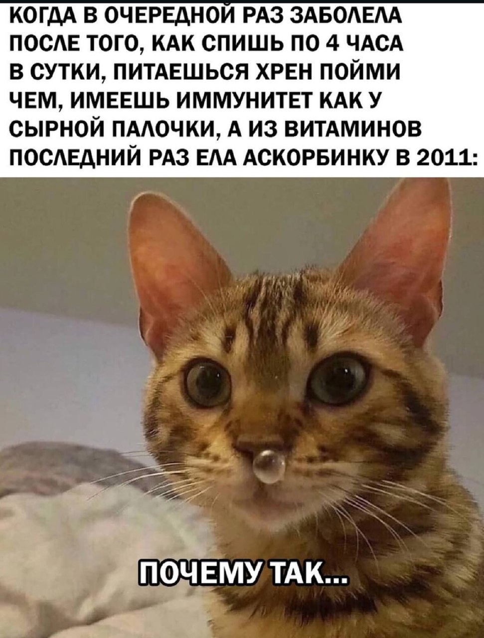 День 3
Я болею, но пока в силах искать хорошее
🔤 отдыхала
🔤 гладила кошку
🔤 делала любимый салат
Кстати, это первая простуда за 2 года терапии 🧐 | Сетка — социальная сеть от hh.ru