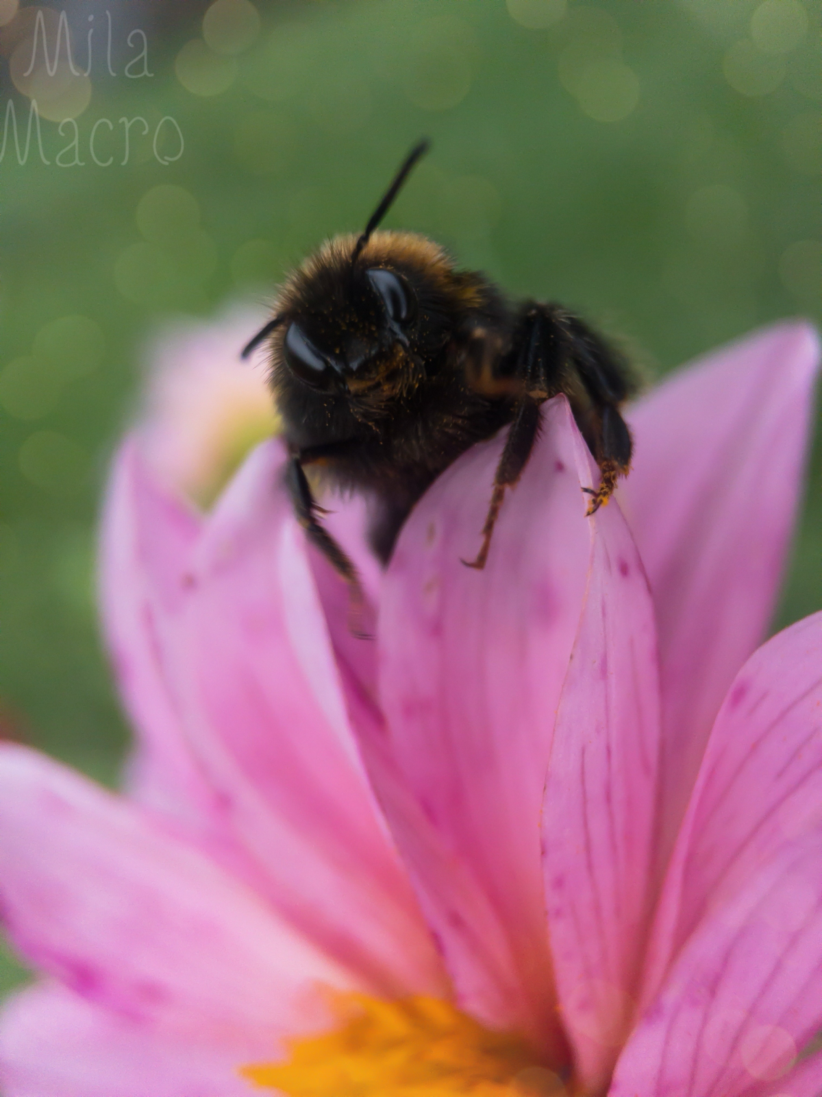 Шмелик намекает, что пятница промчится быстро и можно будет окунуться в выходные дни ✨
#photography #friday | Сетка — социальная сеть от hh.ru